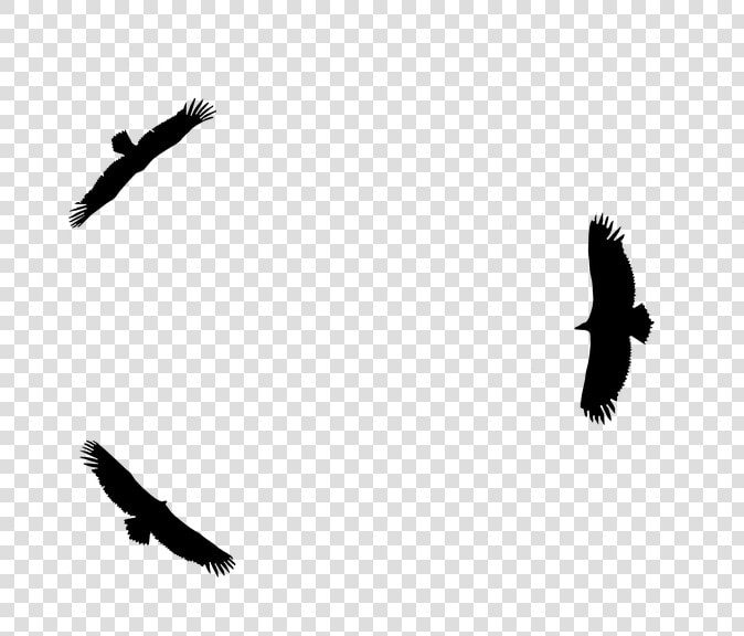 Eagles  Silhouette  Flight  Top  Sky  Freedom  Climb   Buzzard  HD Png DownloadTransparent PNG