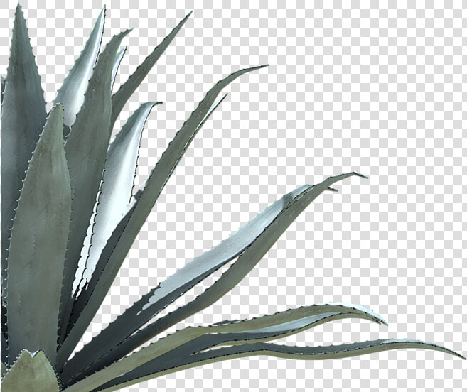 Agave Azul  HD Png DownloadTransparent PNG