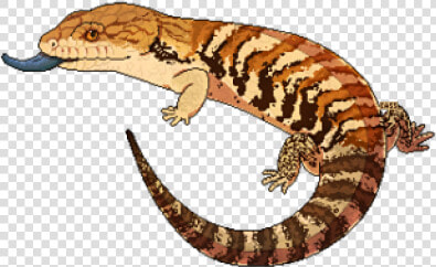 Blue Tongue Skink Png  Transparent PngTransparent PNG