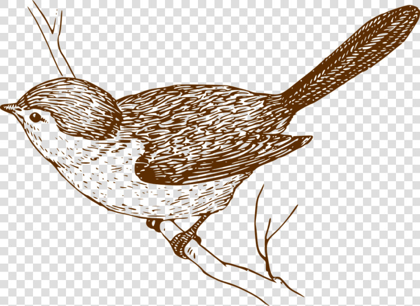 Bird Songbird Branch   Clip Art Vintage Bird  HD Png DownloadTransparent PNG