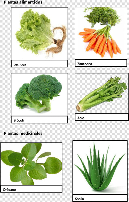 Plantas Alimenticias Con Sus Nombres  HD Png DownloadTransparent PNG