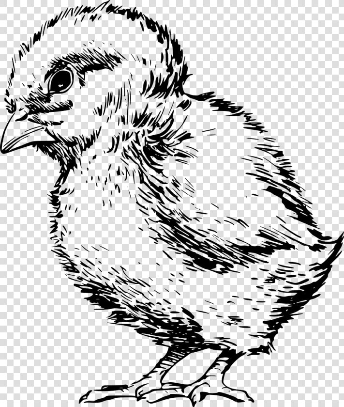 Art fowl rooster   Baby Chick Clipart Black And White  HD Png DownloadTransparent PNG