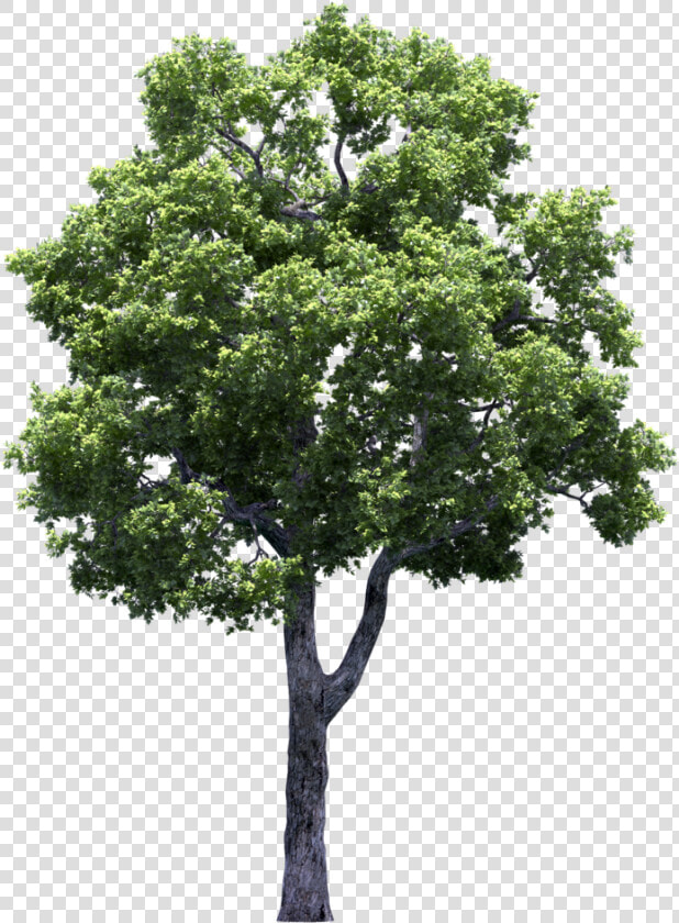 Transparent Fruit Trees Clipart   Transparent Tree Perspective Png  Png DownloadTransparent PNG