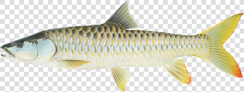 Golden Mahseer Bhutan  HD Png DownloadTransparent PNG