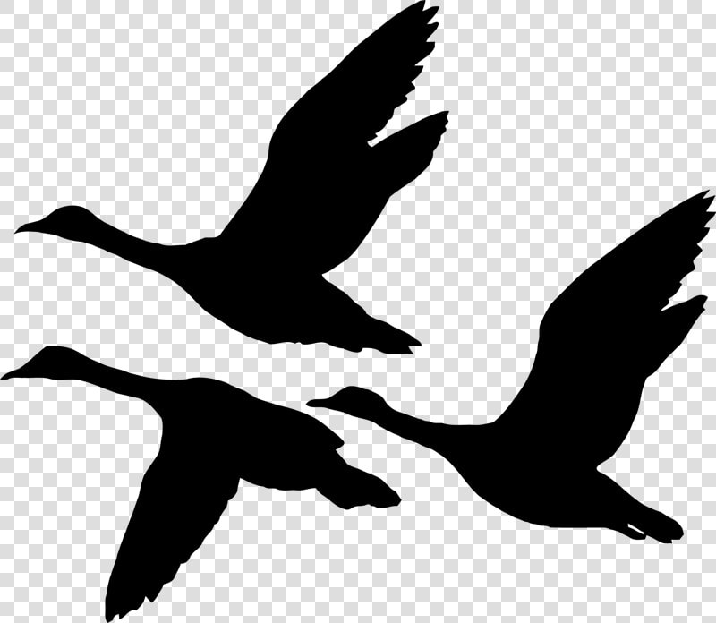 Duck Illustration Vector Graphics Silhouette Stock   Flying Geese Silhouette  HD Png DownloadTransparent PNG