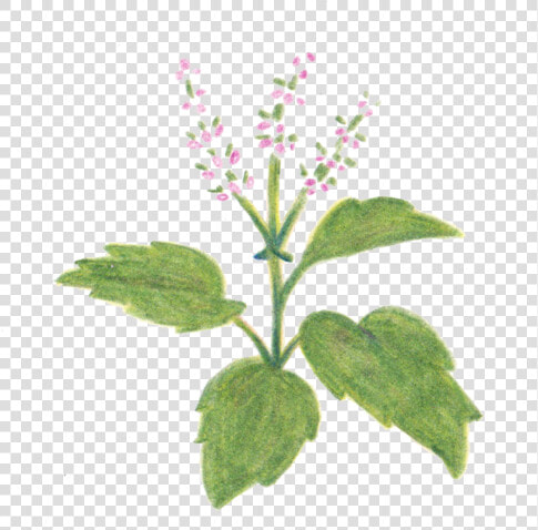 Holy Basil Free Pictures   Heal all  HD Png DownloadTransparent PNG