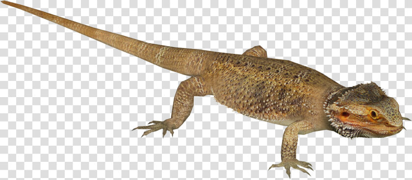 Agama  HD Png DownloadTransparent PNG