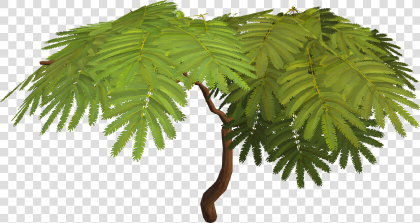 Acadian Trees  HD Png DownloadTransparent PNG