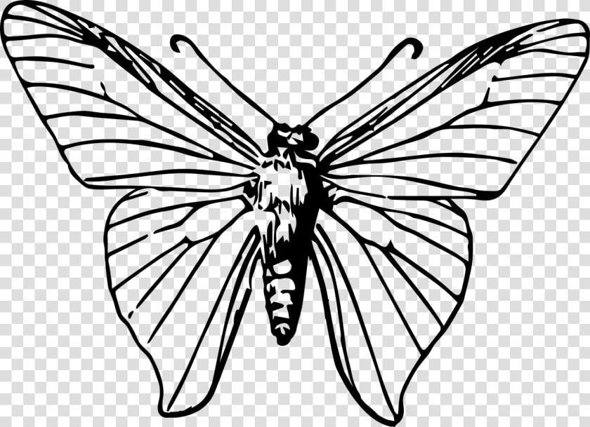 Drawing Insects Insect Wing   Black And White Moth Png  Transparent PngTransparent PNG