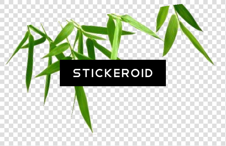 Bamboo Leaf Nature   Transparent Background Transparent Bamboo Png  Png DownloadTransparent PNG