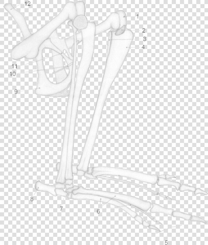 Kangaroo Hind Leg Anatomy  HD Png DownloadTransparent PNG