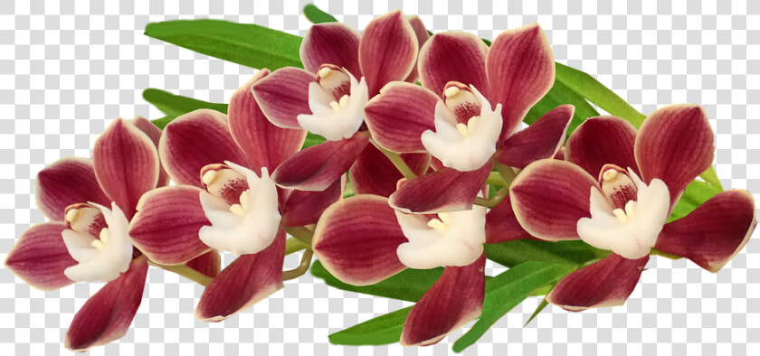 Cooktown Orchid  HD Png DownloadTransparent PNG