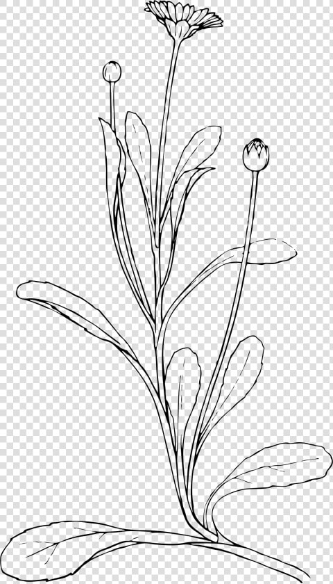 Field Daisy Clip Arts   Diagram Of A Daisy Plant  HD Png DownloadTransparent PNG