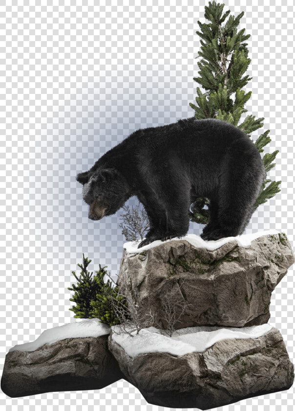 Black Bear On Rocks Mount   American Black Bear  HD Png DownloadTransparent PNG