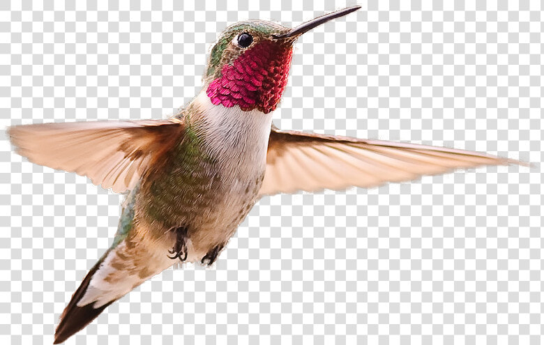 Hummingbird Png Image   Hummingbird Transparent Background  Png DownloadTransparent PNG