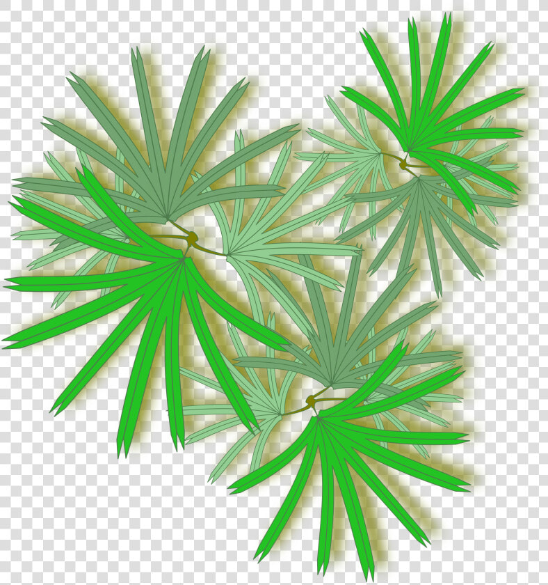 Palm Tree Top Png   Palm Top View Svg  Transparent PngTransparent PNG