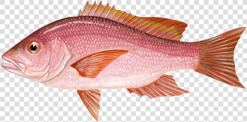 Red Snapper  HD Png DownloadTransparent PNG