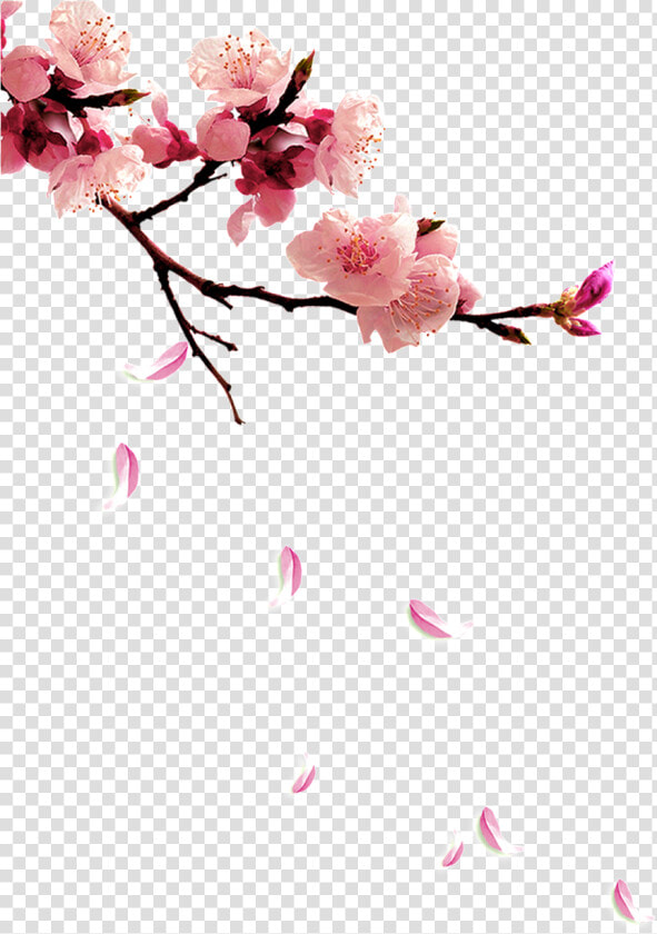 Fresh Plum Png   Peach Blossom Flower Png  Transparent PngTransparent PNG