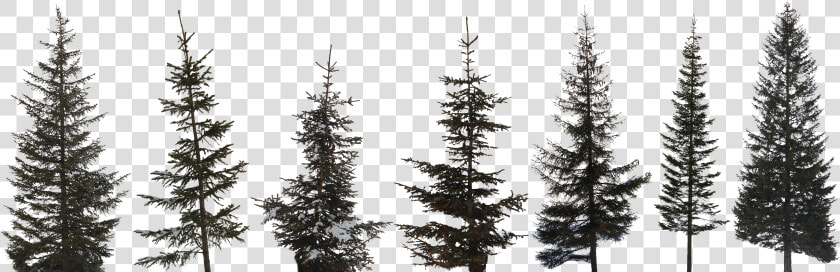 Preview   High Resolution Pine Tree  HD Png DownloadTransparent PNG