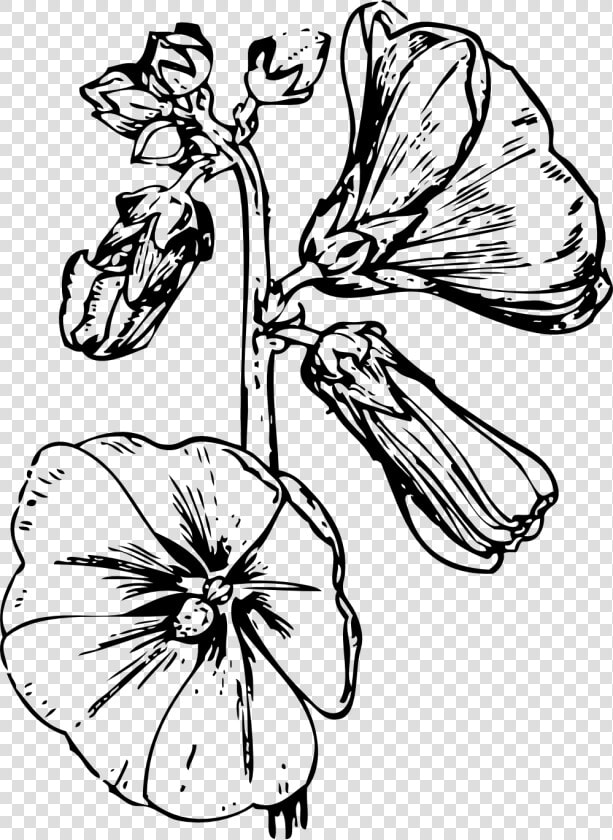 Hollyhock Flower Drawings  HD Png DownloadTransparent PNG