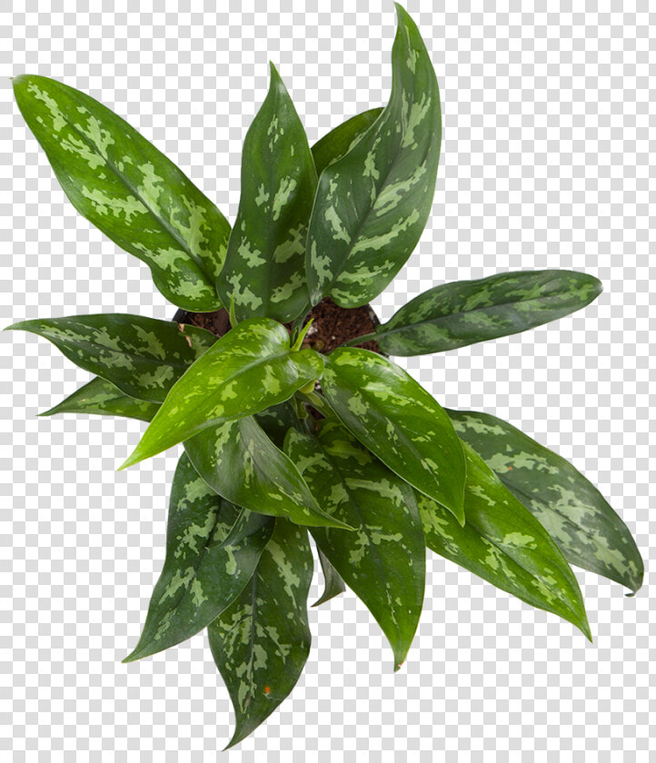 Chinese Evergreen Maria   Houseplant  HD Png DownloadTransparent PNG