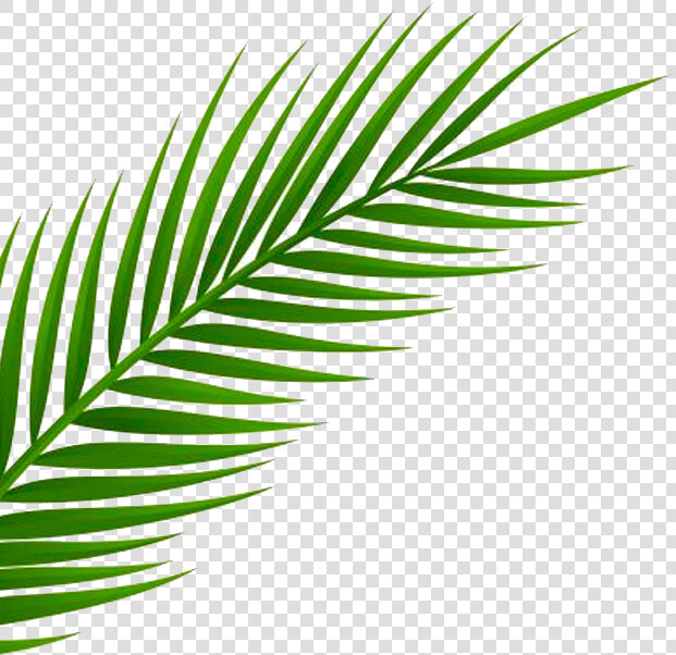 Inspired By A Recent Trip To Miami By Our Creative   Transparent Background Palm Leaf Png  Png DownloadTransparent PNG