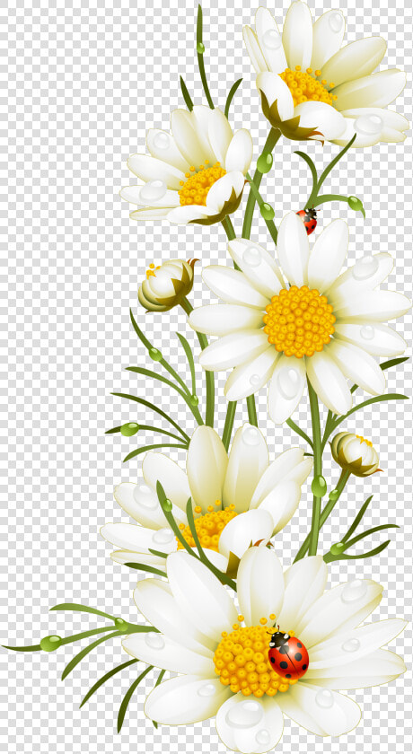 Transparent Daisy Outline Png   Electronic Family The Compilation  Png DownloadTransparent PNG