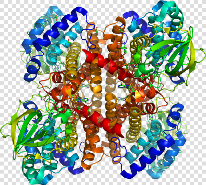 Protein Acad8 Pdb 1rx0   Creative Arts  HD Png DownloadTransparent PNG