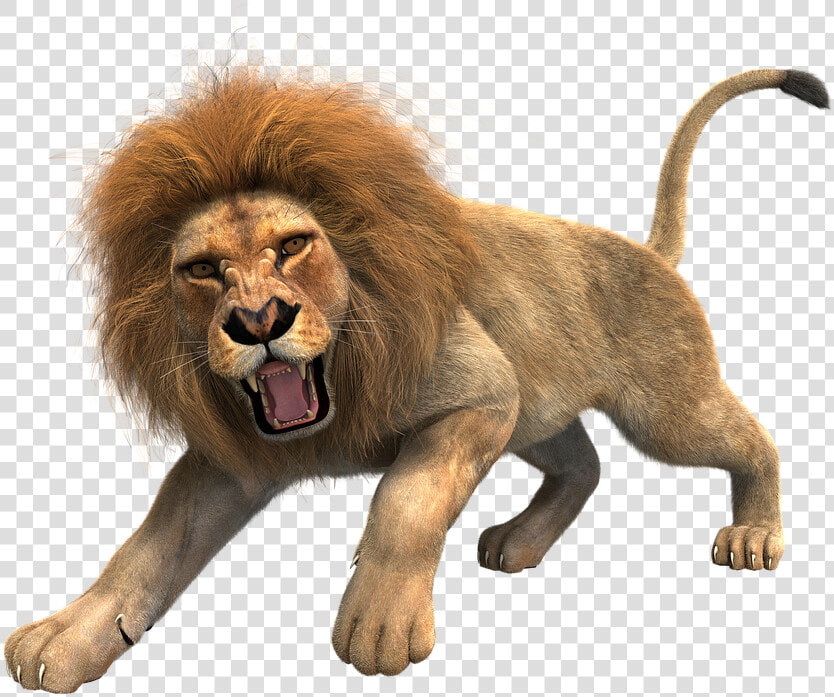 Transparent Leão Png   Full Hd Loin Png  Png DownloadTransparent PNG