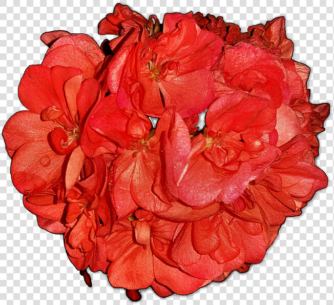 Flowers Pelagonia Home Flowers Free Picture   Hybrid Tea Rose  HD Png DownloadTransparent PNG