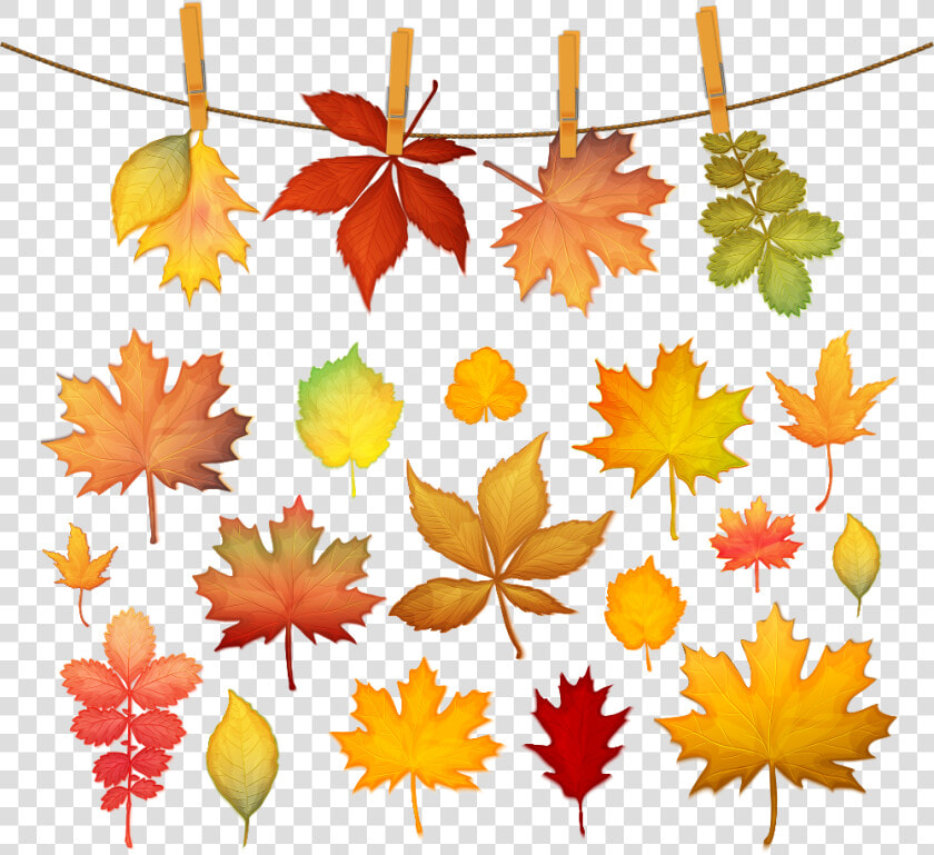 Autumn Leaf Color Maple Leaf   Autumn Leaf Color Maple  HD Png DownloadTransparent PNG