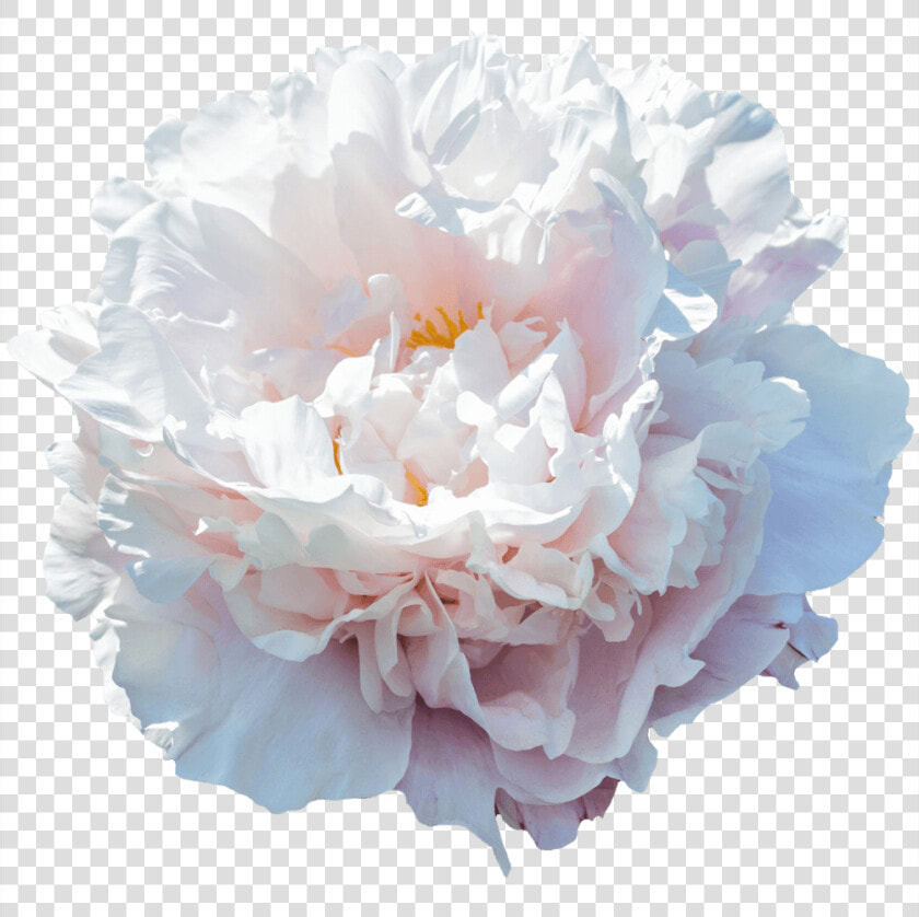 Peony Gardenia  HD Png DownloadTransparent PNG