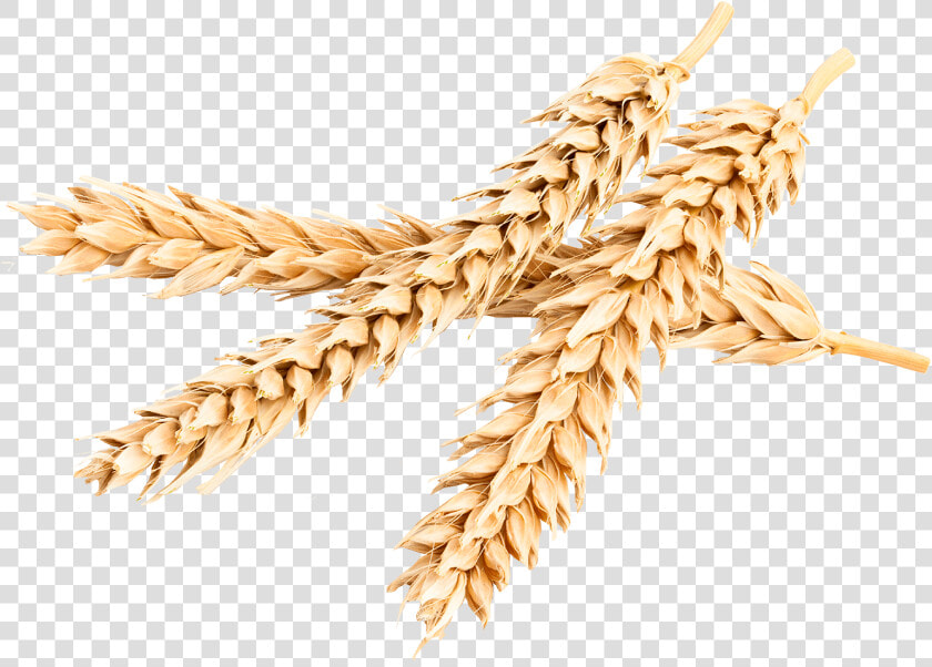 Bombardier Protein   Khorasan Wheat  HD Png DownloadTransparent PNG