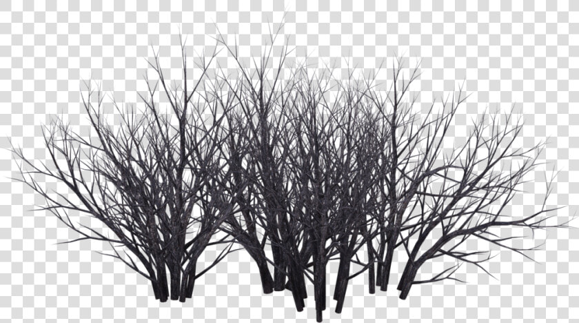 Shrub Tree Photography Black And White   Desert Bush In Png  Transparent PngTransparent PNG