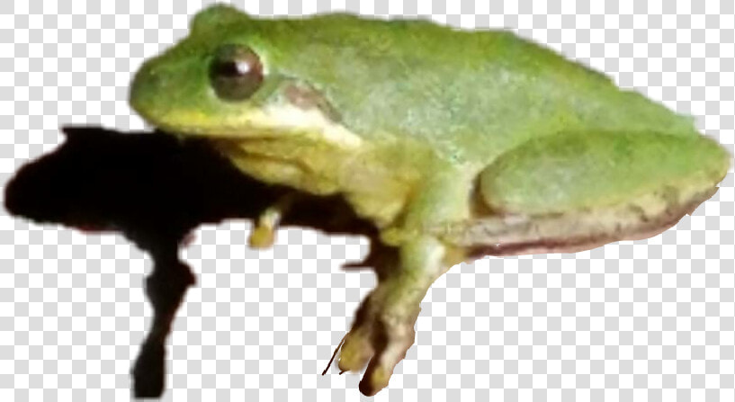  treefrog  frog  shadowed   Green eyed Tree Frog  HD Png DownloadTransparent PNG