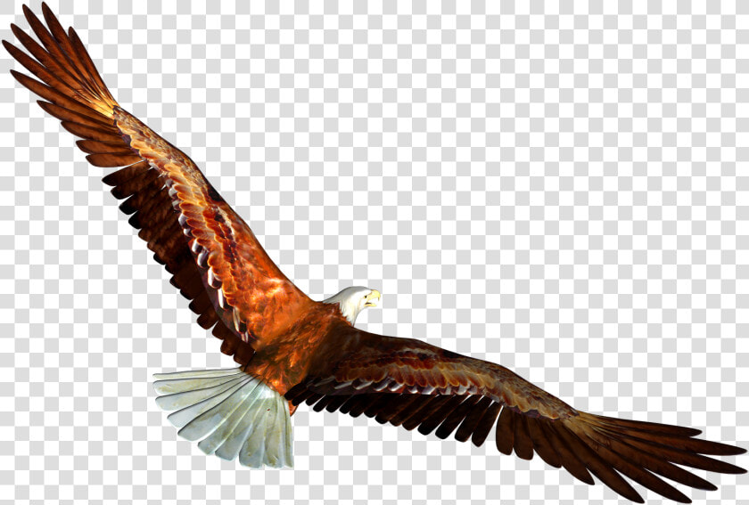 Eagle Png Image  Free Download   Eagle Flying Gif Png  Transparent PngTransparent PNG