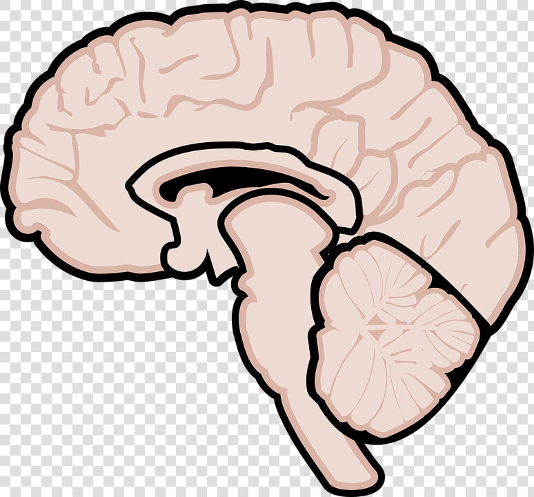 Graphic  Human Brain  Brain  Brain Diagram  Neurology   Gehirn Grafik  HD Png DownloadTransparent PNG