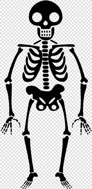 Skeleton Transparent Png   Halloween Skeleton Transparent Background  Png DownloadTransparent PNG