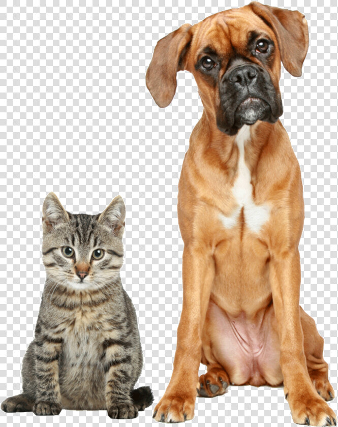 Transparent Sad Dog Png   Dogs And Cats Animal Shelter  Png DownloadTransparent PNG