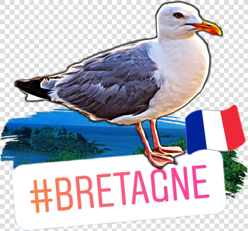  seagull  gull  bretagne  mouette  scseagull  seagull   Great Black backed Gull  HD Png DownloadTransparent PNG