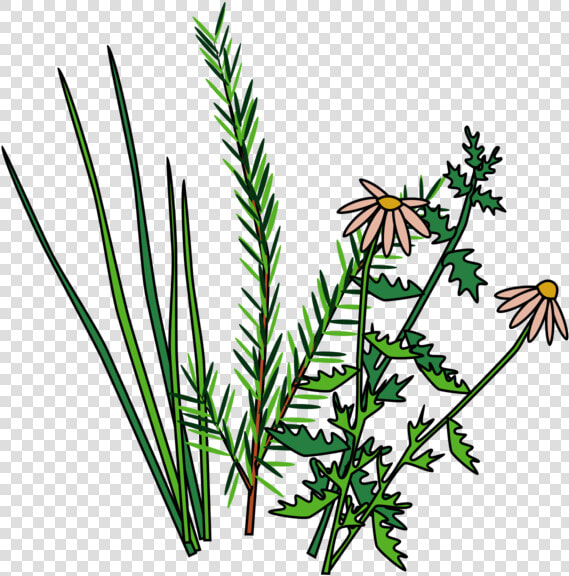 Herbs  HD Png DownloadTransparent PNG