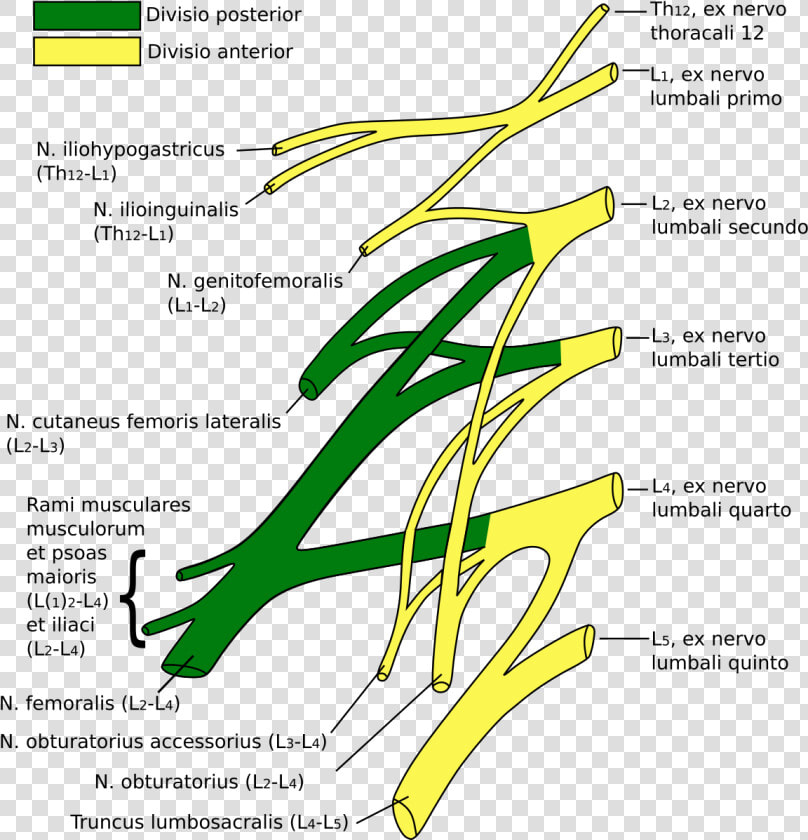 Lumbosacral Plexus  HD Png DownloadTransparent PNG