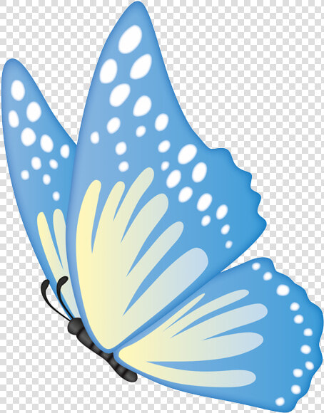 Swallowtail Butterfly  HD Png DownloadTransparent PNG