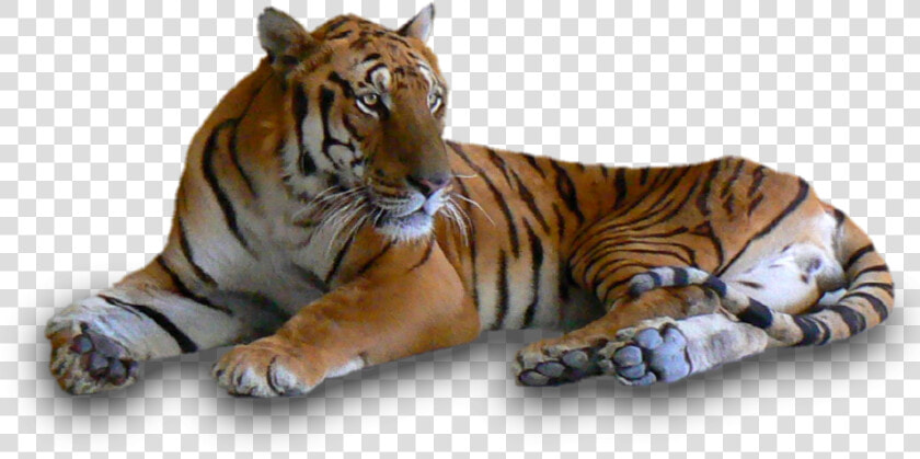 4256455157  Tigers   Tigers In Black And White  HD Png DownloadTransparent PNG