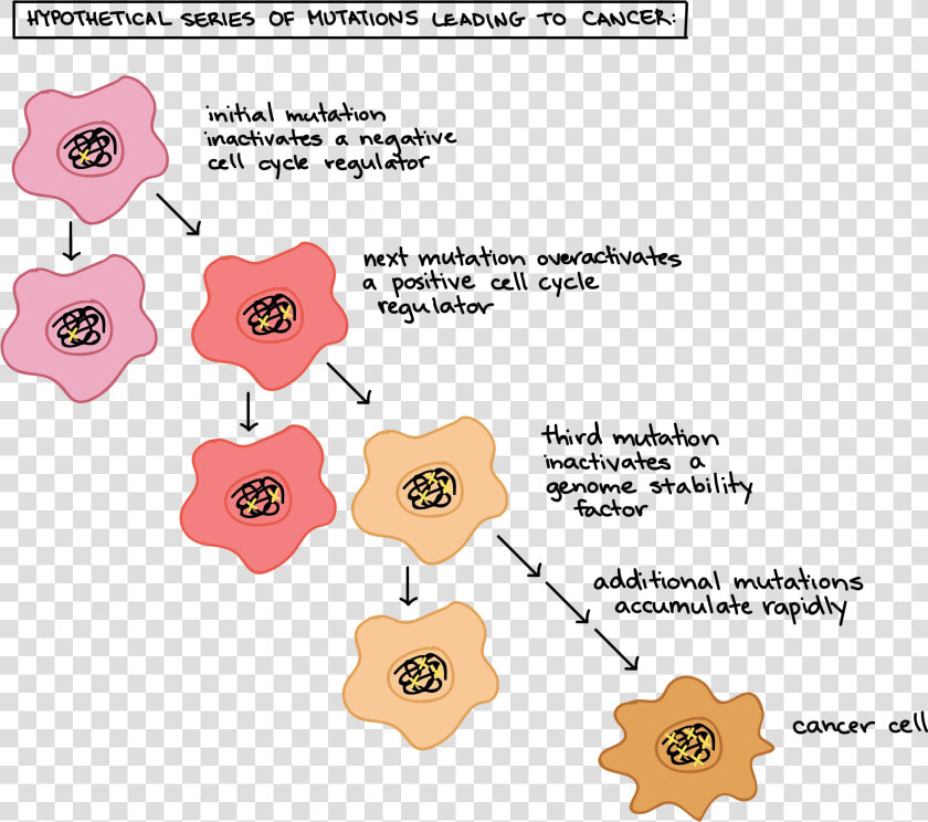 Formation Of Cancer Cells  HD Png DownloadTransparent PNG