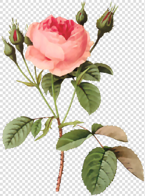 Redouté Roses  HD Png DownloadTransparent PNG