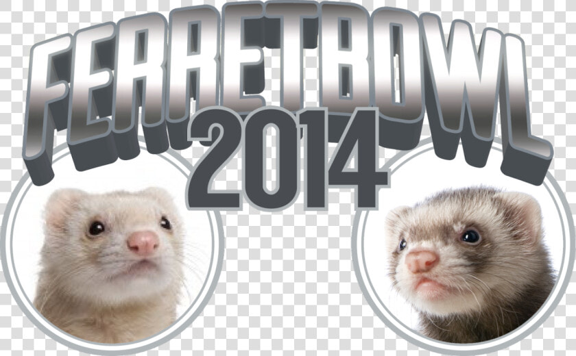 Cannonball The Ferret   Sable Ferret  HD Png DownloadTransparent PNG