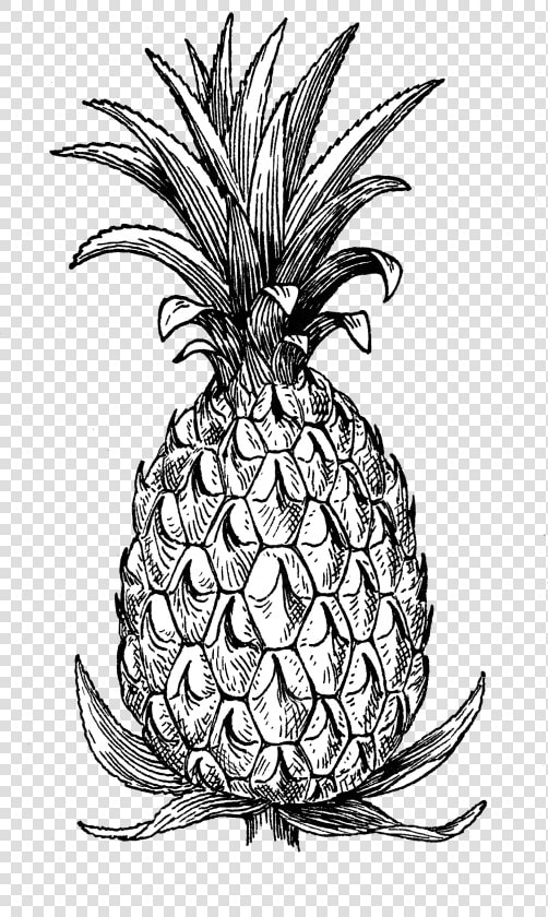 Pineapple   Pineapple Line Art Black And White  HD Png DownloadTransparent PNG