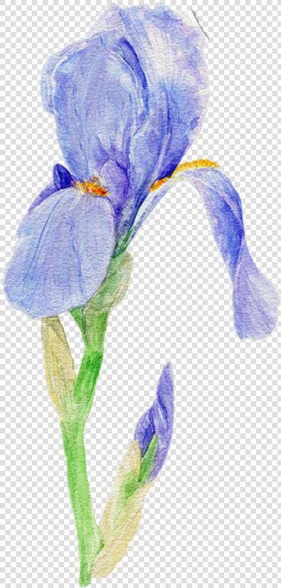  iris  flower  flowers  blueflower  blueflowers   Iris Versicolor  HD Png DownloadTransparent PNG