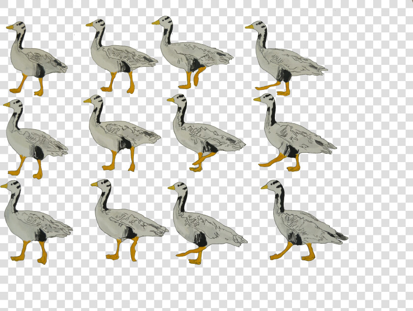 Bar Headed Goose Walking Animation Frames Elephant  HD Png DownloadTransparent PNG